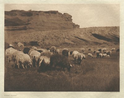 Portfolio I, Plate 33: Navaho Flocks by Edward S. Curtis