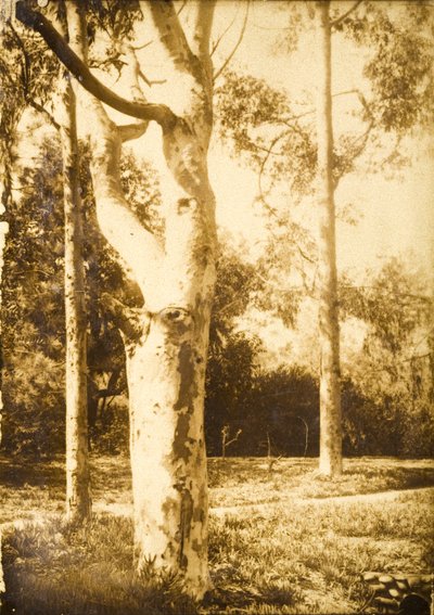 At the Farm, Seattle, Washington by Edward Sheriff Curtis