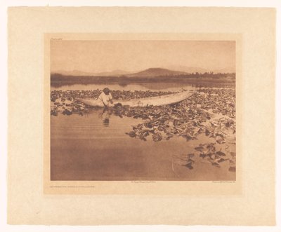 Gathering Wokas - Klamath by Edward Sheriff Curtis