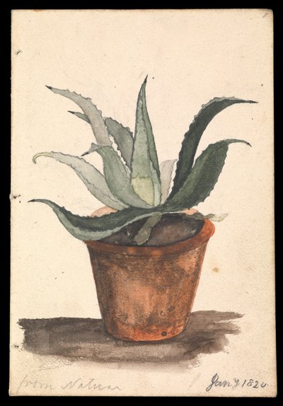 A Flower Pot with a Cactus Growing in It Inscribed, 