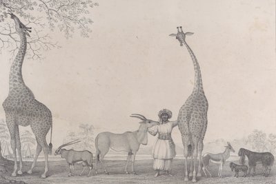 The Majestic and Graceful Giraffes, or Cameleopards, with Some Rare Animals of the Gazelle by Edward Williams Clay
