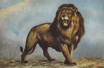 Study for lion in Trafalgar Square by Landseer, National Gallery, London by Edwin (after) Landseer