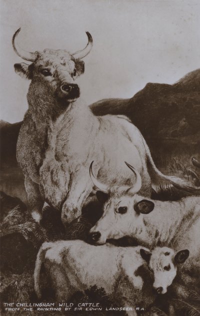 The Chillingham Wild Cattle by Edwin (after) Landseer