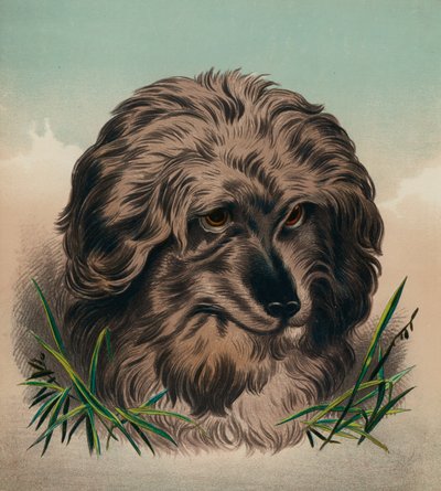 The Skye Terrier by Edwin (after) Landseer