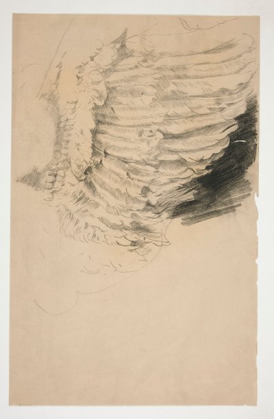 Study of a Wing by Edwin Austin Abbey