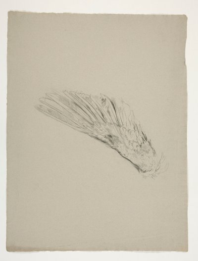 Study of wing for the Infancy of Galahad, from the Quest of the Holy Grail (a series of fifteen paintings for the Boston Public Library, completed in 1901) by Edwin Austin Abbey