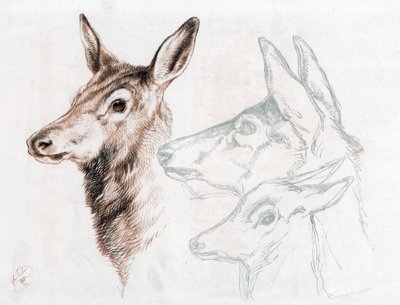 Facsimile of a drawing by Sir E Landseer, 1874 by Edwin Landseer