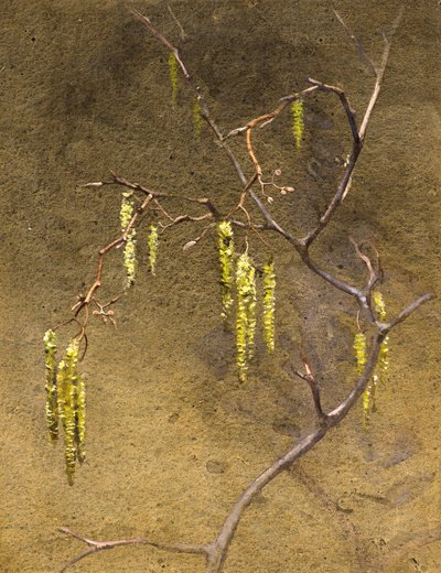 Catkins by Edwin John Alexander