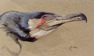 Cormorant by Edwin John Alexander