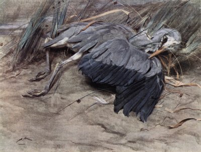 Heron by Edwin John Alexander
