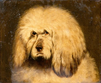 Study of a Dog