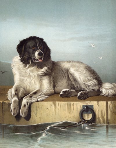 A Distinguished Member of the Humane Society by Edwin after Landseer