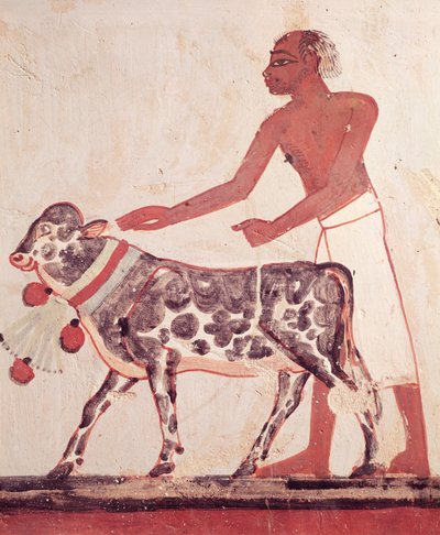 Peasant Leading a Cow to Sacrifice, from the Tomb of Menna by Egyptian 18th Dynasty