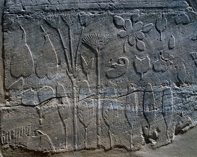 Representations of Plants and Animals Brought from Syria by Thutmose III in 1465 BC (detail) by Egyptian 18th Dynasty