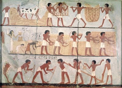 Scenes of Sowing and Harvesting, from the Tomb of Unsou, East Thebes, New Kingdom (c.1555-1080 BC) by Egyptian 18th Dynasty