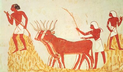 Using Cows to Trample Wheat, from the Tomb of Menna by Egyptian 18th Dynasty