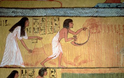 Detail of a harvest scene on the East Wall, from the Tomb of Sennedjem, The Workers