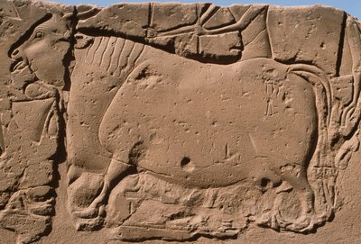 Detail of a relief depicting a cow (detail) by Egyptian 19th Dynasty