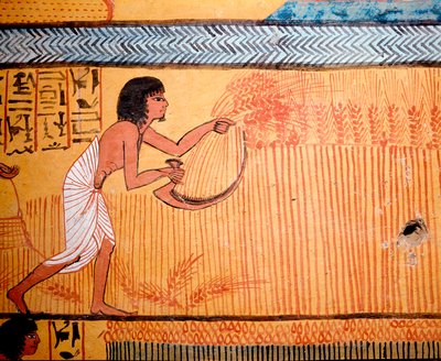 Egyptian Art: Tomb of Senenmut. The deceased mow the wheat in the field of the saints. A sickle is used to cut the wheat to recover the cereal. 19th dynasty by Egyptian 19th Dynasty