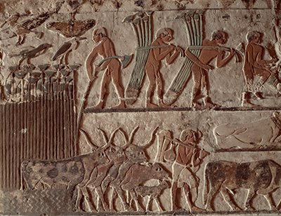 Harvesting Papyrus and a Group of Cows by Egyptian 5th Dynasty