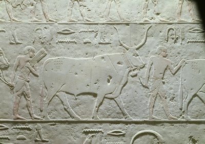Herdsman leading a bull (detail) by Egyptian 5th Dynasty