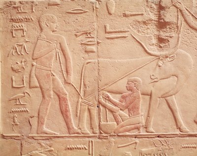 Relief depicting a man milking a cow, from the Mastaba of Kagemni, Old Kingdom by Egyptian 6th Dynasty