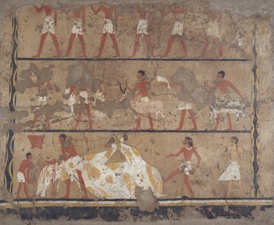 Scenes of Cattle Breeding, Slaughter, Bearers of Offerings and Sacrifice, Tomb of Iti and Neferu by Egyptian 6th Dynasty