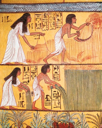 Detail of a harvest scene on the East Wall, from the Tomb of Sennedjem, The Workers