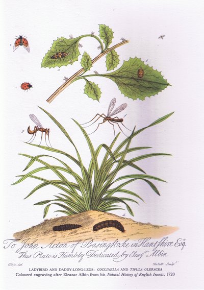 Lady Bird and Daddy Long Legs: Coccinella and Tipula Oleracea by Eleazar (after) Albin