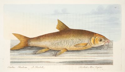 The Barbel, from A Treatise on Fish and Fish-ponds, pub.1832 by Eleazar Albin
