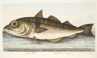 The Haddock, from A Treatise on Fish and Fish-ponds, pub.1832 by Eleazar Albin