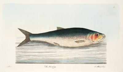 The Herring, from A Treatise on Fish and Fish-ponds, pub.1832 by Eleazar Albin
