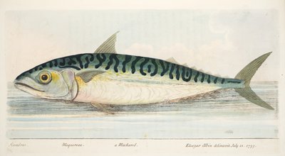 The Mackerel, from A Treatise on Fish and Fish-ponds, pub.1832 by Eleazar Albin