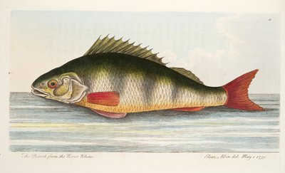 The Perch from the River Rhine, from A Treatise on Fish and Fish-ponds, pub.1832 by Eleazar Albin