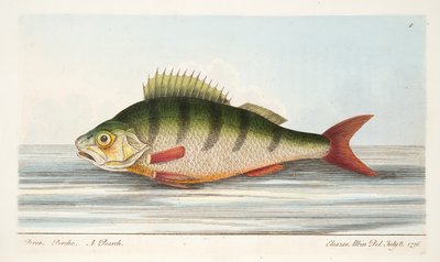 The Perch, from A Treatise on Fish and Fish-ponds, pub.1832 by Eleazar Albin