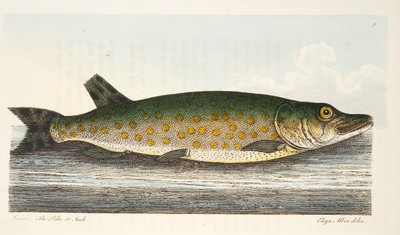 The Pike, from A Treatise on Fish and Fish-ponds, pub.1832 by Eleazar Albin