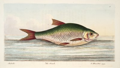 The Roach, from A Treatise on Fish and Fish-ponds, pub.1832 by Eleazar Albin