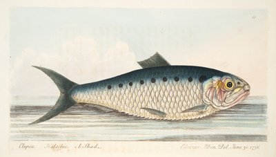 The Shad, from A Treatise on Fish and Fish-ponds, pub.1832 by Eleazar Albin