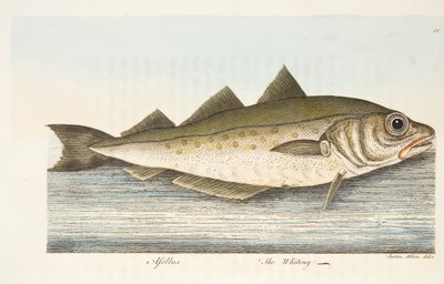 The Whiting, from A Treatise on Fish and Fish-ponds, pub.1832 by Eleazar Albin