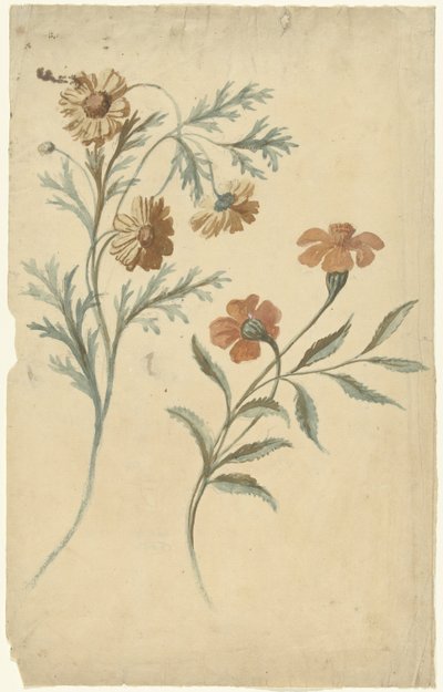 Flower Study of a Red and a Brown Flower by Elias van Nijmegen