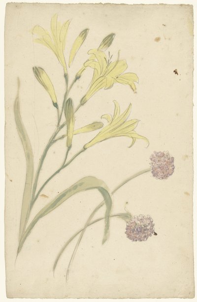 Flower Studies of a Yellow Lily and a Blooming Onion by Elias van Nijmegen