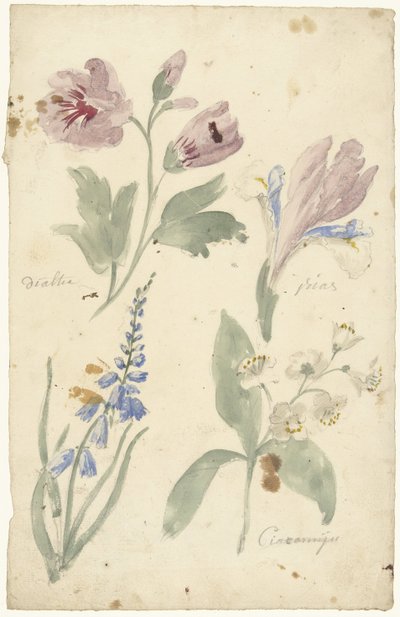 Studies of Flowers Including an Iris by Elias van Nijmegen