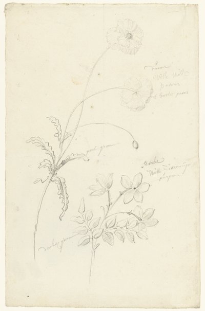 Studies of Poppy and Jasmine by Elias van Nijmegen