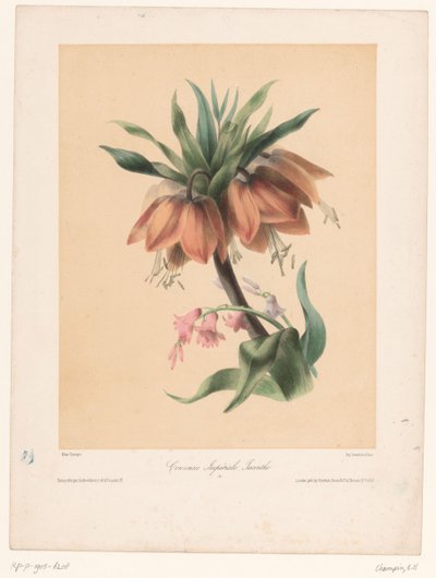 Imperial Crown and Hyacinth by Elisa Honorine Champin