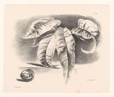 Leaves and Walnut by Elise Therèse Daiwaille