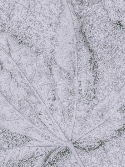 Frosted Leaf Detail by Elizabeth Allen
