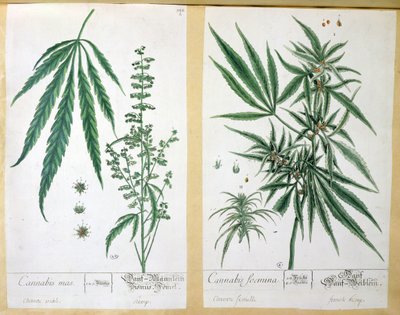 Cannabis Mas and Cannabis Foemina, from 
