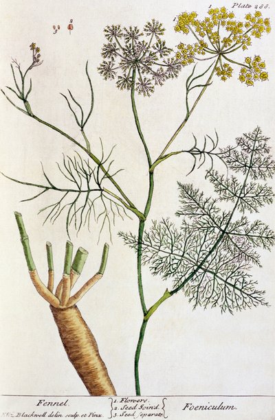 Fennel, plate 288 from 