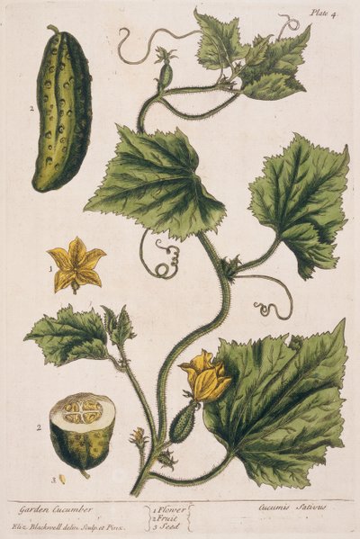 Garden Cucumber, Plate 4 from 