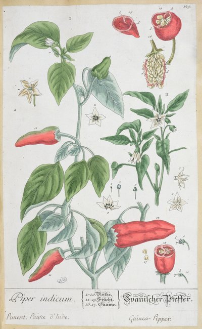 Guinea Pepper (Piper Indicum) plate 129 from the German edition of 